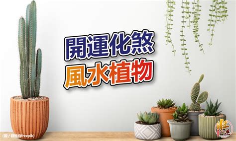 植栽 風水|【風水特輯】化煞開運就靠它們！玄關、客廳、廚房、。